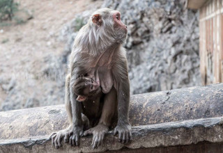 portrait of monkey mother with her kids