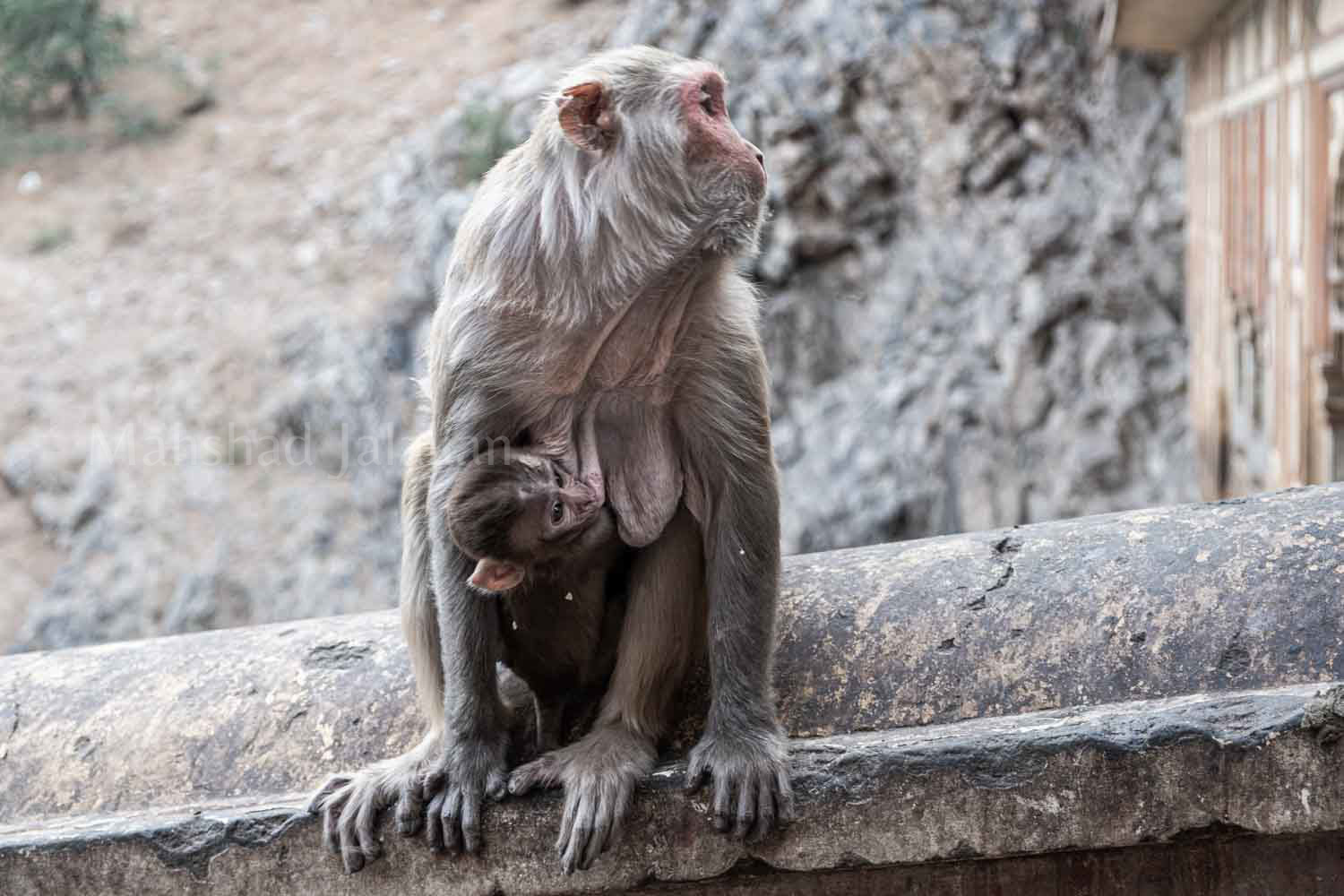portrait of monkey mother with her kids